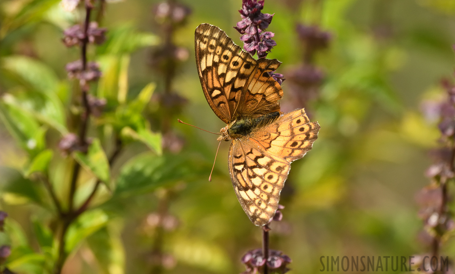 Euptoieta claudia [400 mm, 1/800 sec at f / 9.0, ISO 1600]